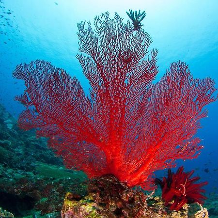 Adani Ksamil كساميل المظهر الخارجي الصورة
